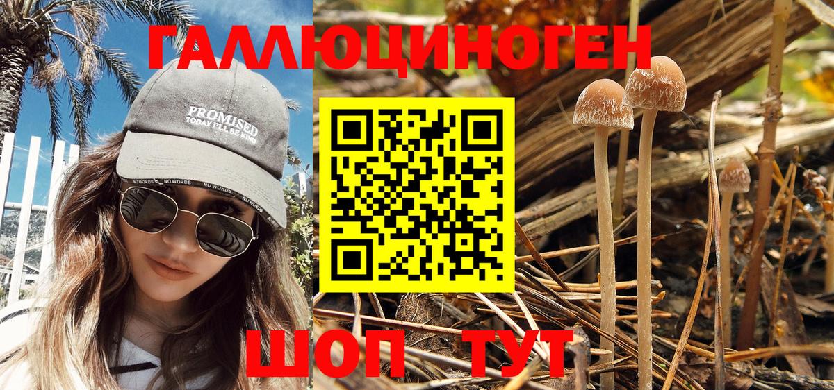 Тайшет  Псилоцибиновые грибы MAGIC MUSHROOMS  Вход с VPN 